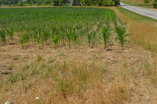 Property photo 10 - 51.5 Acres Offered in 5 tracts, 2 Farm Sites